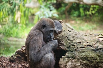 Young chimpanzee discovers with curiosity something at a tree trunk, in the background diffuse bushes.