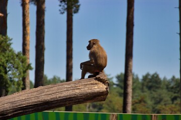Long distance shot of a baboon sitting on a branch looking into the distance, more trees can be seen in the background.