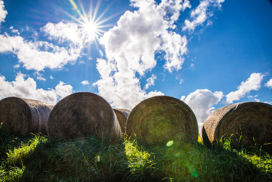 Ithaca Hay