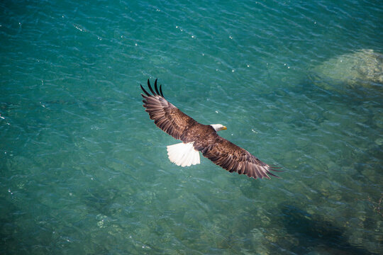 A bald eagle soars over the turqoise waters of Halibut Cove in Alaska.