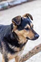 yard big dog close-up