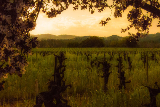 Scenic view of plum tree blossoms and vineyard