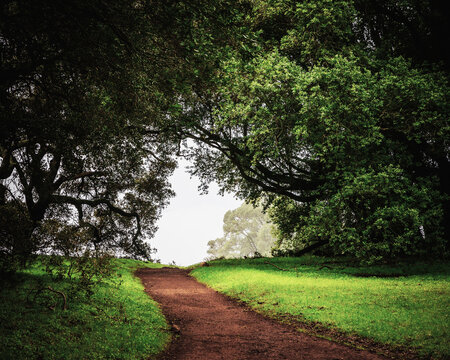 Footpath in Olompali State Historic Park,&acirc;&euro;&nbsp;Novato, California, USA