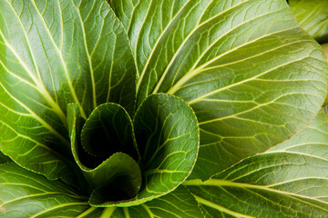 Close up of bok choy cabbage, South Hampton, New Hampshire, USA