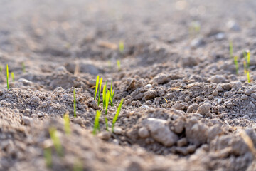 Young plants of winter wheat. Young wheat crop in a field. Field of young wheat, barley, rye. Young green wheat growing in soil.