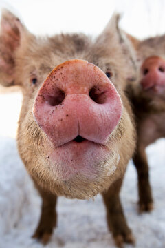 Close up of pig snout