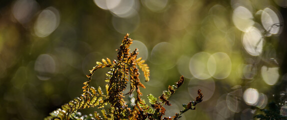 FERN AND DEW - Sunny morning in a forest glade