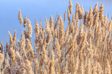 Fototapeta premium Reeds against the blue sky