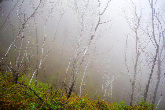 Fog in a forest