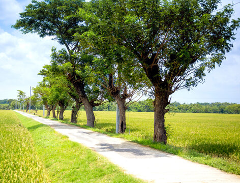 Countryside Landscape In Java, Indonesia