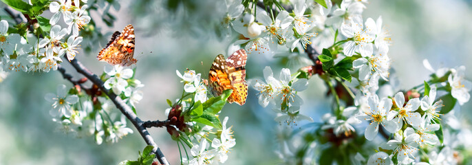 Lovely orange butterflies on spring white cherry blossoms in a fairy garden.