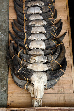 Bull skulls with horns, Sumba island, Indonesia