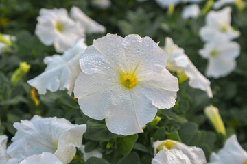 White Petunia close-up, Floral background of white blooming petunias, Blooming in the garden, Petunia close up.