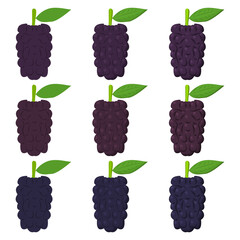 A vector drawn mullberry illustration with various colors and amount of details