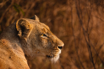 Obraz na płótnie Canvas Closeup of a lioness' face in golden light, Greater Kruger