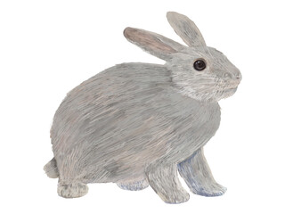 灰色うさぎ右向き_横