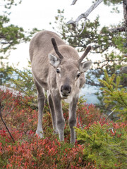 Reindeer calf standing