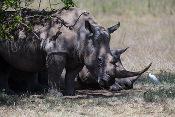 Obraz premium the last Rhinos in Africa are threatend with extinction