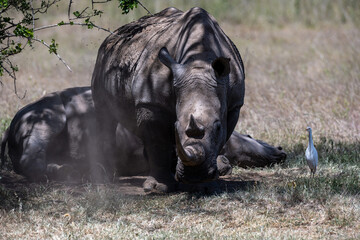 the last Rhinos in Africa are threatend with extinction