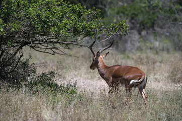 Naklejka na ściany i meble Antelope in the savannah of Africa