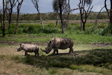 the last Rhinos in Africa are threatend with extinction