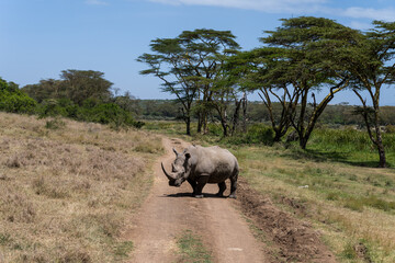 Fototapeta na wymiar the last Rhinos in Africa are threatend with extinction