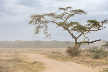 Obraz premium blue sky over the savannah of Africa