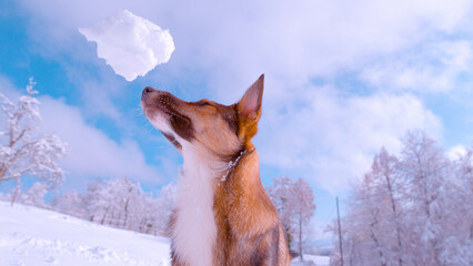 LOW ANGLE VIEW: Big snowball flying towards a cute brown dog waiting to catch it