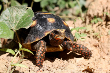 Cute small baby Red-foot Tortoise in the nature,The red-footed tortoise (Chelonoidis carbonarius) is a species of tortoise from northern South America