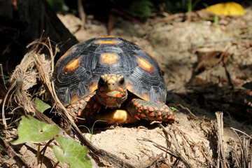Cute small baby Red-foot Tortoise in the nature,The red-footed tortoise (Chelonoidis carbonarius) is a species of tortoise from northern South America