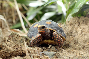 Cute small baby Red-foot Tortoise in the nature,The red-footed tortoise (Chelonoidis carbonarius) is a species of tortoise from northern South America