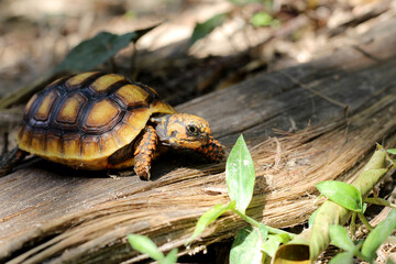 Cute small baby Red-foot Tortoise in the nature,The red-footed tortoise (Chelonoidis carbonarius) is a species of tortoise from northern South America