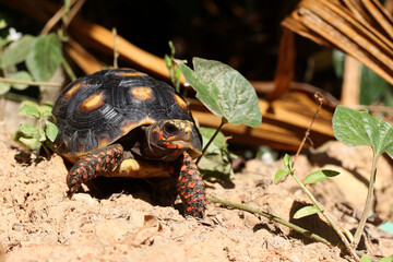 Cute small baby Red-foot Tortoise in the nature,The red-footed tortoise (Chelonoidis carbonarius) is a species of tortoise from northern South America