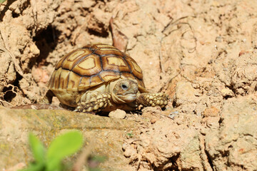 African Sulcata Tortoise Natural Habitat,Close up African spurred tortoise resting in the garden, Slow life ,Africa spurred tortoise sunbathe on ground with his protective shell ,Beautiful Tortoise