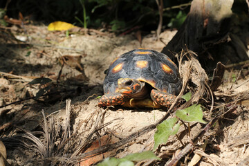 Cute small baby Red-foot Tortoise in the nature,The red-footed tortoise (Chelonoidis carbonarius) is a species of tortoise from northern South America