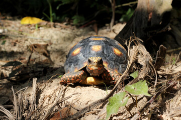 Cute small baby Red-foot Tortoise in the nature,The red-footed tortoise (Chelonoidis carbonarius) is a species of tortoise from northern South America