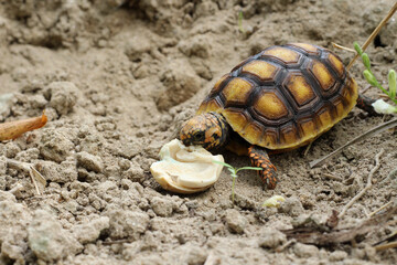 Cute small baby Red-foot Tortoise in the nature,The red-footed tortoise (Chelonoidis carbonarius) is a species of tortoise from northern South America