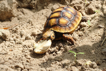 Cute small baby Red-foot Tortoise in the nature,The red-footed tortoise (Chelonoidis carbonarius) is a species of tortoise from northern South America