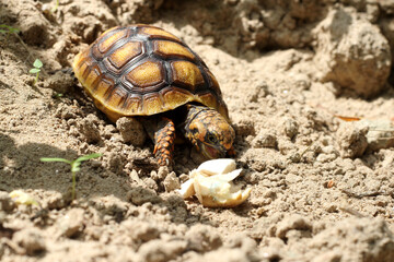 Cute small baby Red-foot Tortoise in the nature,The red-footed tortoise (Chelonoidis carbonarius) is a species of tortoise from northern South America
