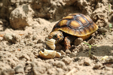 Cute small baby Red-foot Tortoise in the nature,The red-footed tortoise (Chelonoidis carbonarius) is a species of tortoise from northern South America
