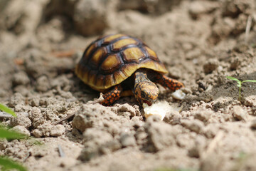 Cute small baby Red-foot Tortoise in the nature,The red-footed tortoise (Chelonoidis carbonarius) is a species of tortoise from northern South America
