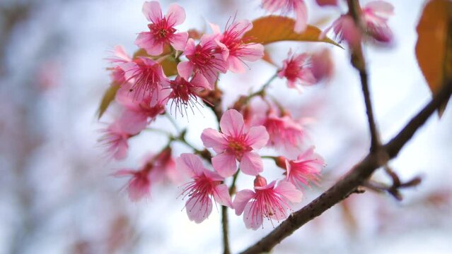 Beautiful Japanese Sakura Cherry Blossom Trees Blooming White and Ping Flowers Natural Cinematic 4K Slowmotion Footage. Chiang Mai, Thailand.