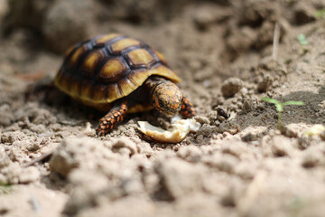 Cute small baby Red-foot Tortoise in the nature,The red-footed tortoise (Chelonoidis carbonarius) is a species of tortoise from northern South America