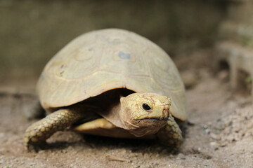  Elongated tortoise in the nature, Indotestudo elongata ,Tortoise sunbathe on ground with his protective shell ,Tortoise from Southeast Asia and parts of South Asia ,High yellow Tortoise