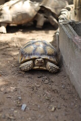 African Sulcata Tortoise Natural Habitat,Close up African spurred tortoise resting in the garden, Slow life ,Africa spurred tortoise sunbathe on ground with his protective shell ,Beautiful Tortoise