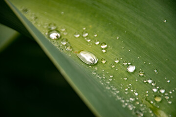 Goutelette et végétation