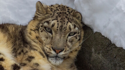 ユキヒョウ　アップ　動物園
