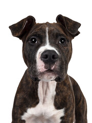 Head shot of young brindle with white American Staffordshire Terrier dog, facing front, looking at camera with dark eyes and floppy ears. Isolated cutout on transparent background.
