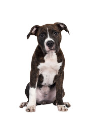 Young brindle with white American Staffordshire Terrier dog, sitting facing front, looking at camera with dark eyes and innocent face. Isolated cutout on transparent background.