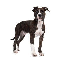 Young brindle with white American Staffordshire Terrier dog, standing side ways, looking beside camera with dark eyes and floppy ears. Isolated cutout on transparent background.